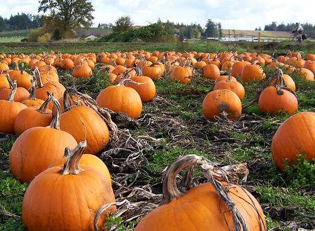 Fall Events to Enjoy on Cape Cod in 2024