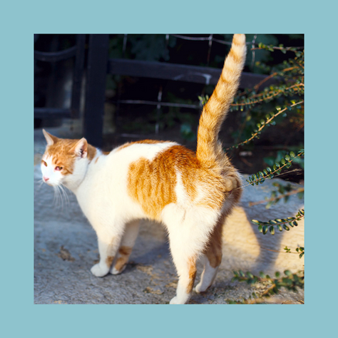 What To Do If Your Cat is Spray Marking