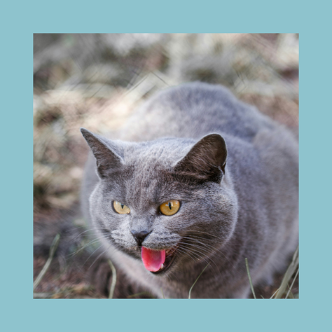 Reducing Cat Aggression Towards People