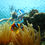 Thumbnail: Golden Sharm SSH