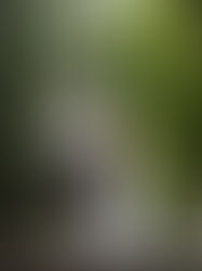 Proposal - Robin x Olina at Guestlands