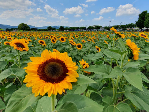 Sunflower field near Cheomseongdae in Gyeongju