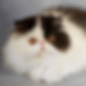 Gatos Persa