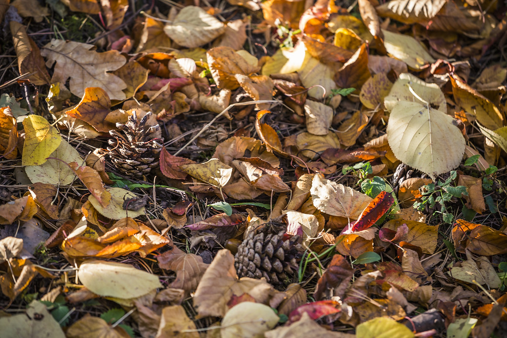 dried leaves on the ground, pine cones