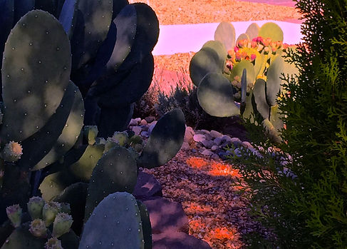 Big Little Cacti-- 4 X 6.jpg