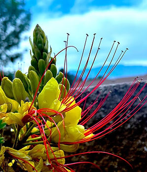 Desert BOP Edited 300 DPI copy.jpeg