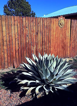 Pointed Cactus.jpeg
