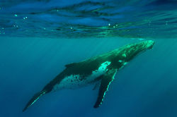 Rurutu (Polynésie Française), août 2009, baleine à bosses