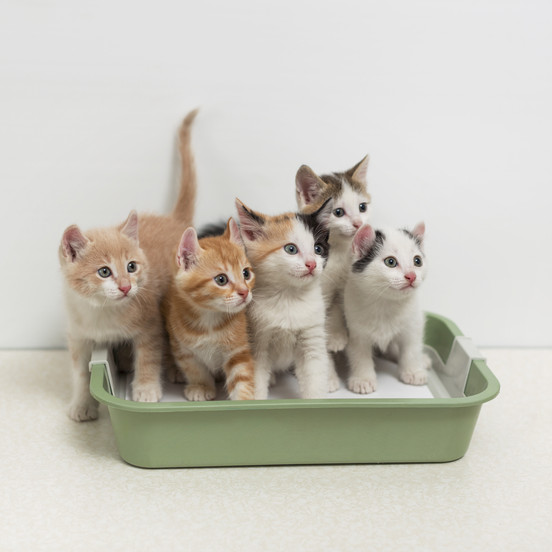 Is Your Cat Missing the Litter Box? This May Be Why