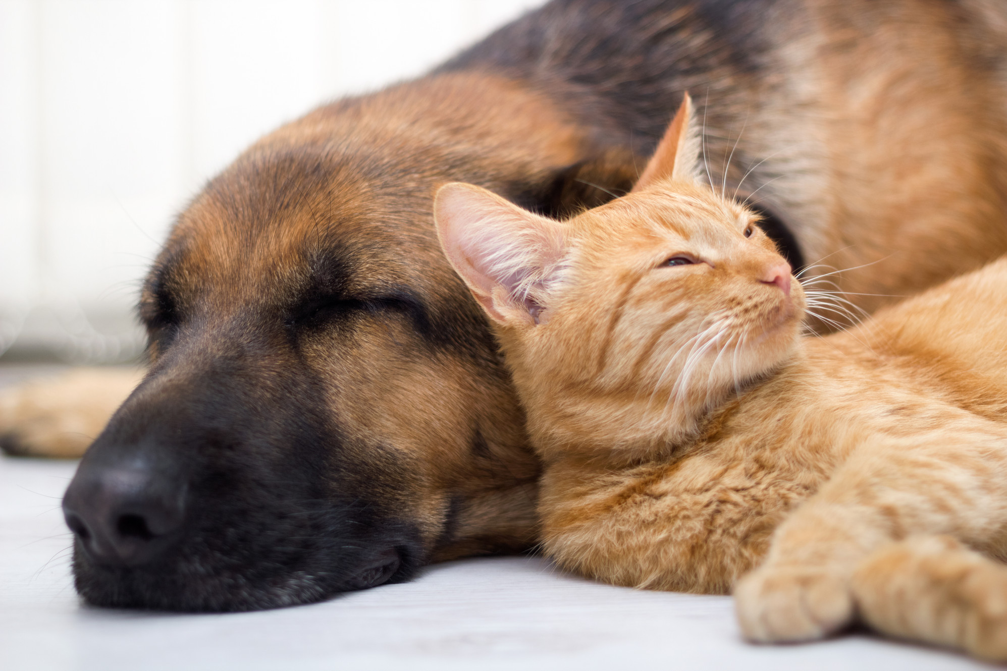 Why You Should Spay Or Neuter Your Pet It S More Than Preventing