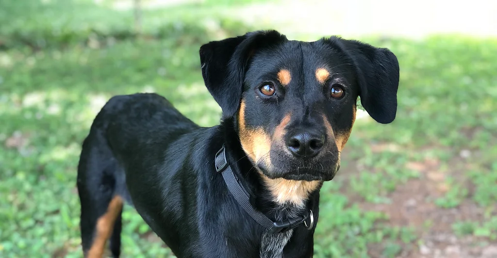paws anna il marshall county humane society ky