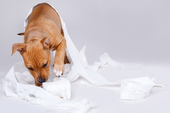 How to Potty Train an Adult Dog