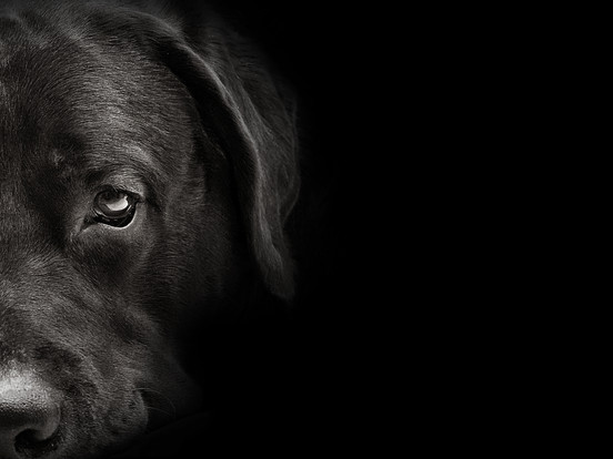 Are Black Animals Struggling to Find Forever Homes?