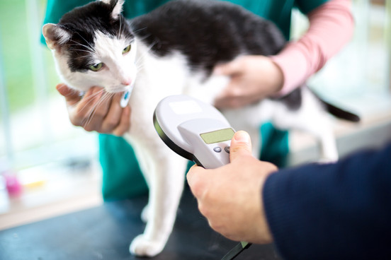 Should Your Pet Be Microchipped?