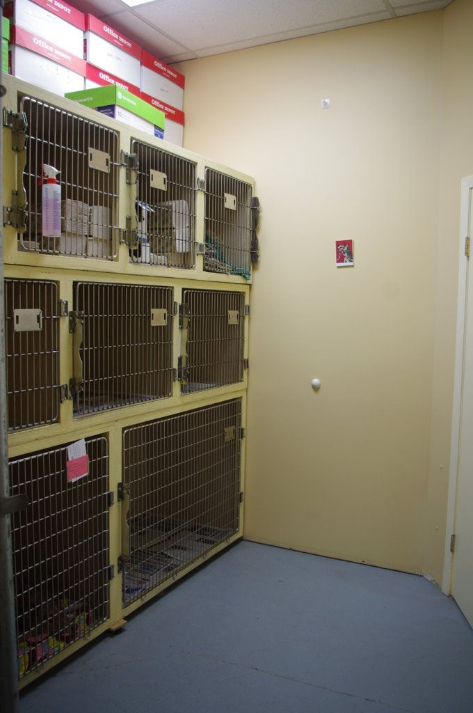 dog room