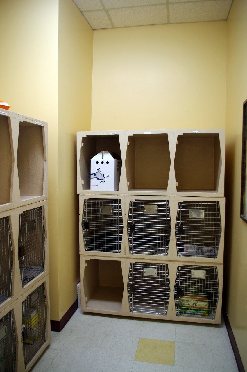 The Cat Room.jpg