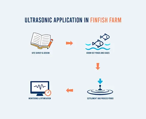 Finfish Diagram v2.webp