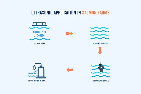 Salmon Farm Diagram.webp