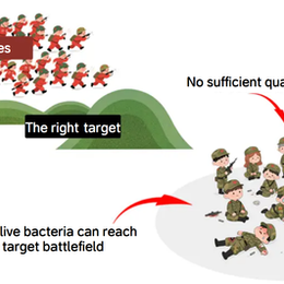 Why Does Inactivated AKK Outperform Live AKK?