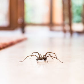 spider on the floor in the house