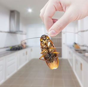 cockroach at my home