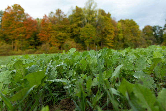 Food plot