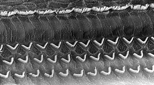 Microscopic view of hair cells in ears