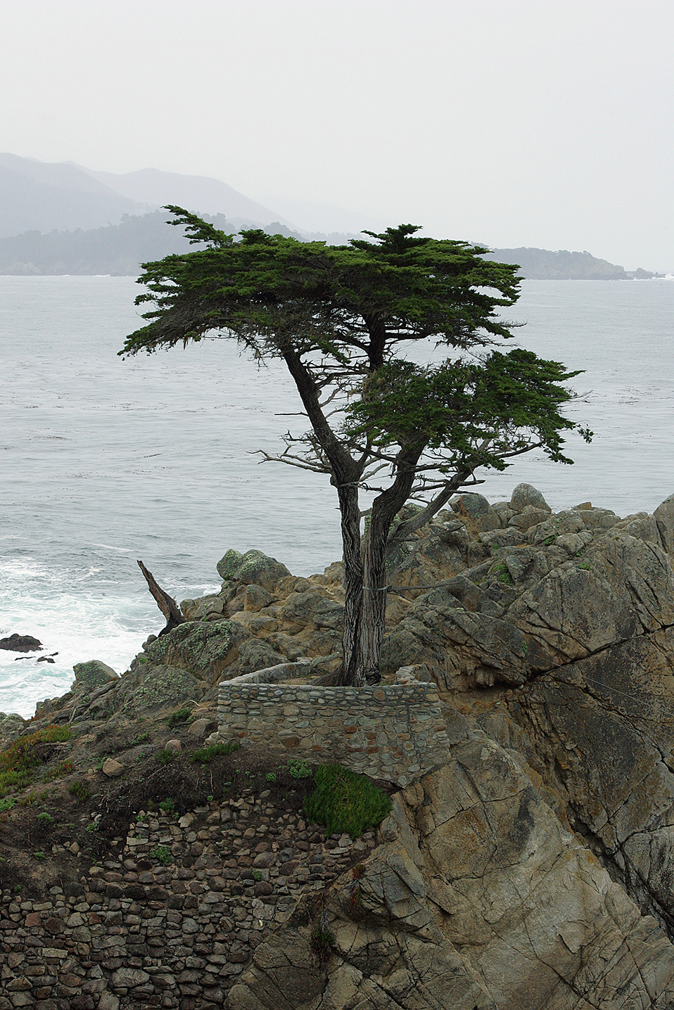 The lonely cypress