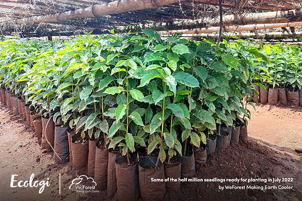 100 Trees Planted Gewocha Forest