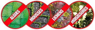 mousse-lichen-algue-moisissure-