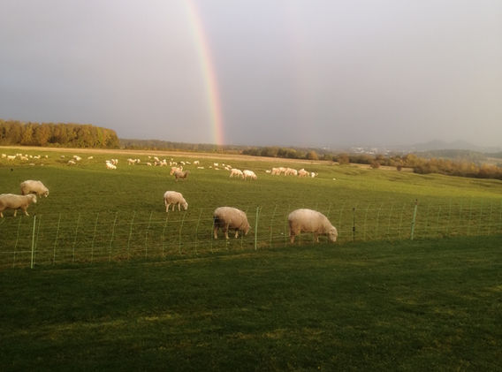 éco-pâturage vimy natur'éco.jpg