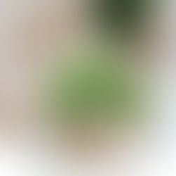 Soupe thaï végane à la fleur de bananier, parfumée à la citronnelle et au galanga, version végétale de la Tom Kha de la Plaine Centrale.