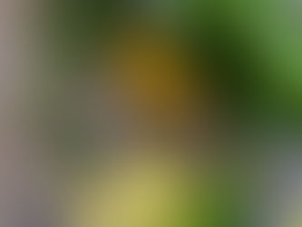 Les aliments indispensables à privilégier dans vos menus