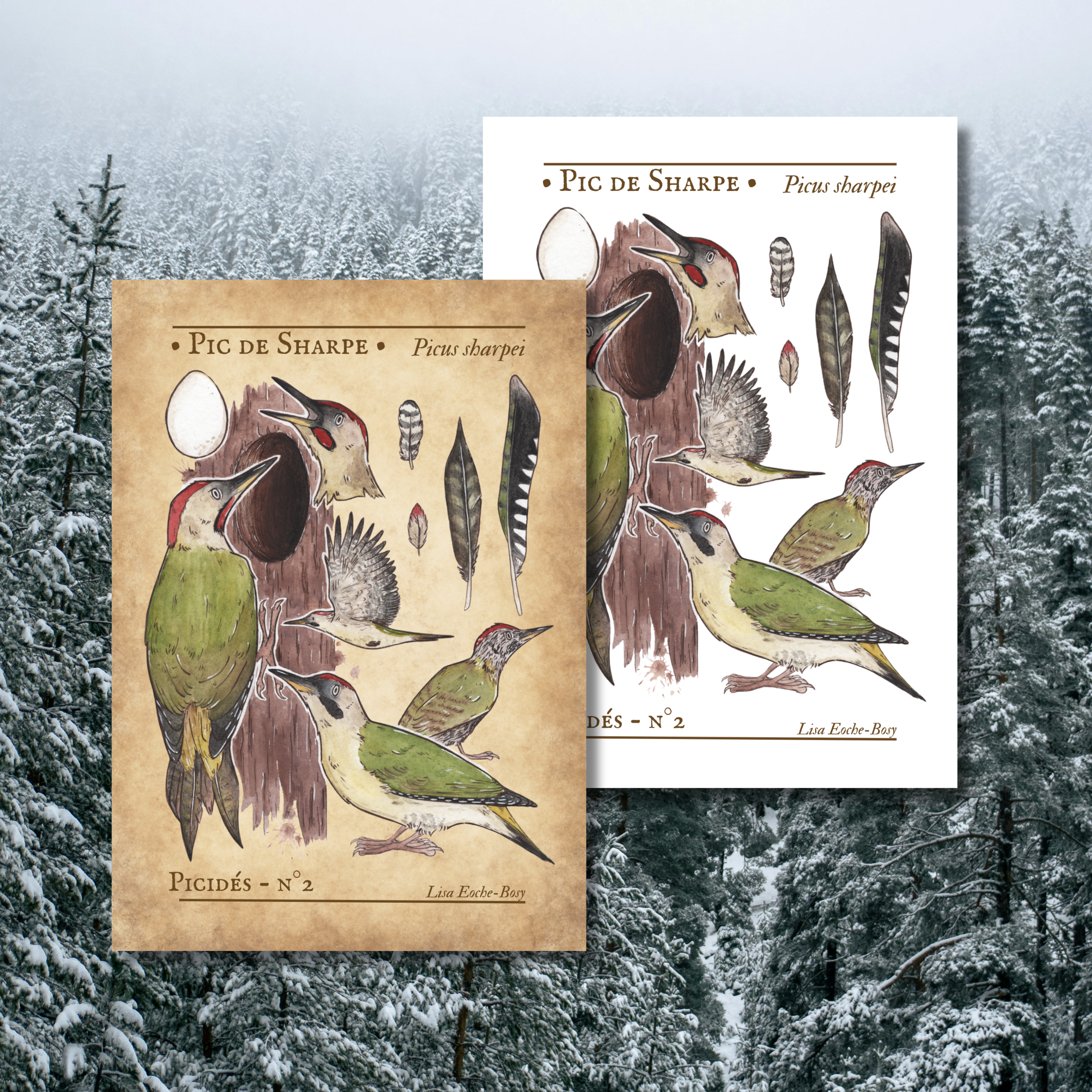 Planche ornithologique -Picidé n°2 : Pic de Sharpe