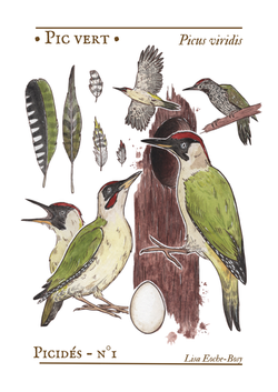 planches zoologiques (po) (38)