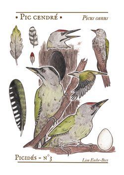 planches zoologiques (po) (36)