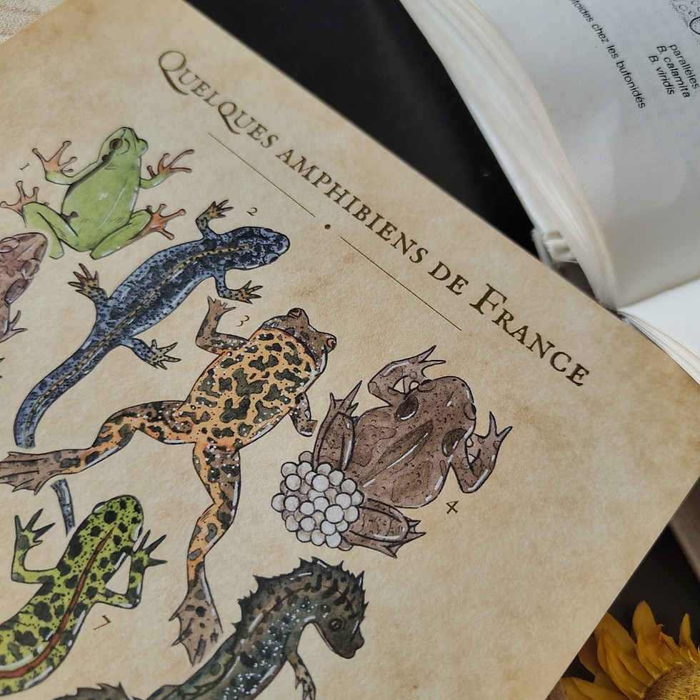 Miniature : Planche naturaliste - Quelques amphibiens - Tirage d'art