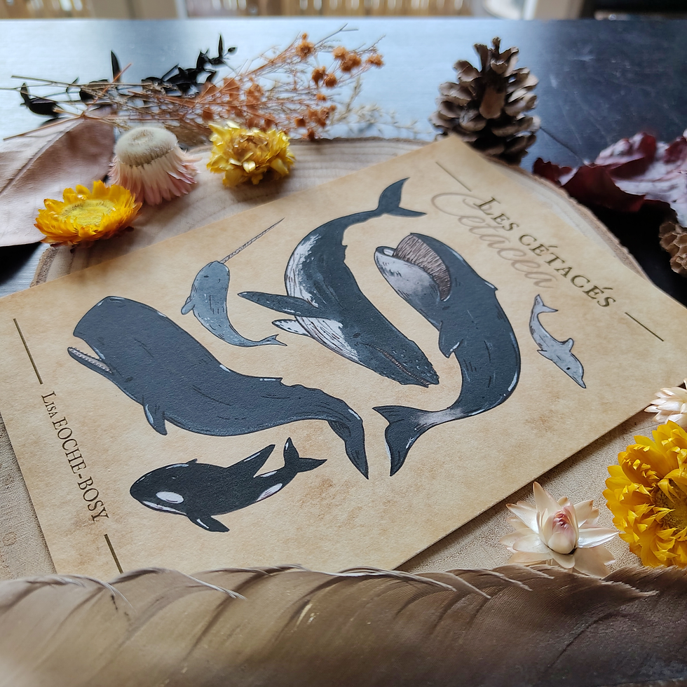 Miniature : Planche naturaliste - Quelques cétacés - Tirage d'art
