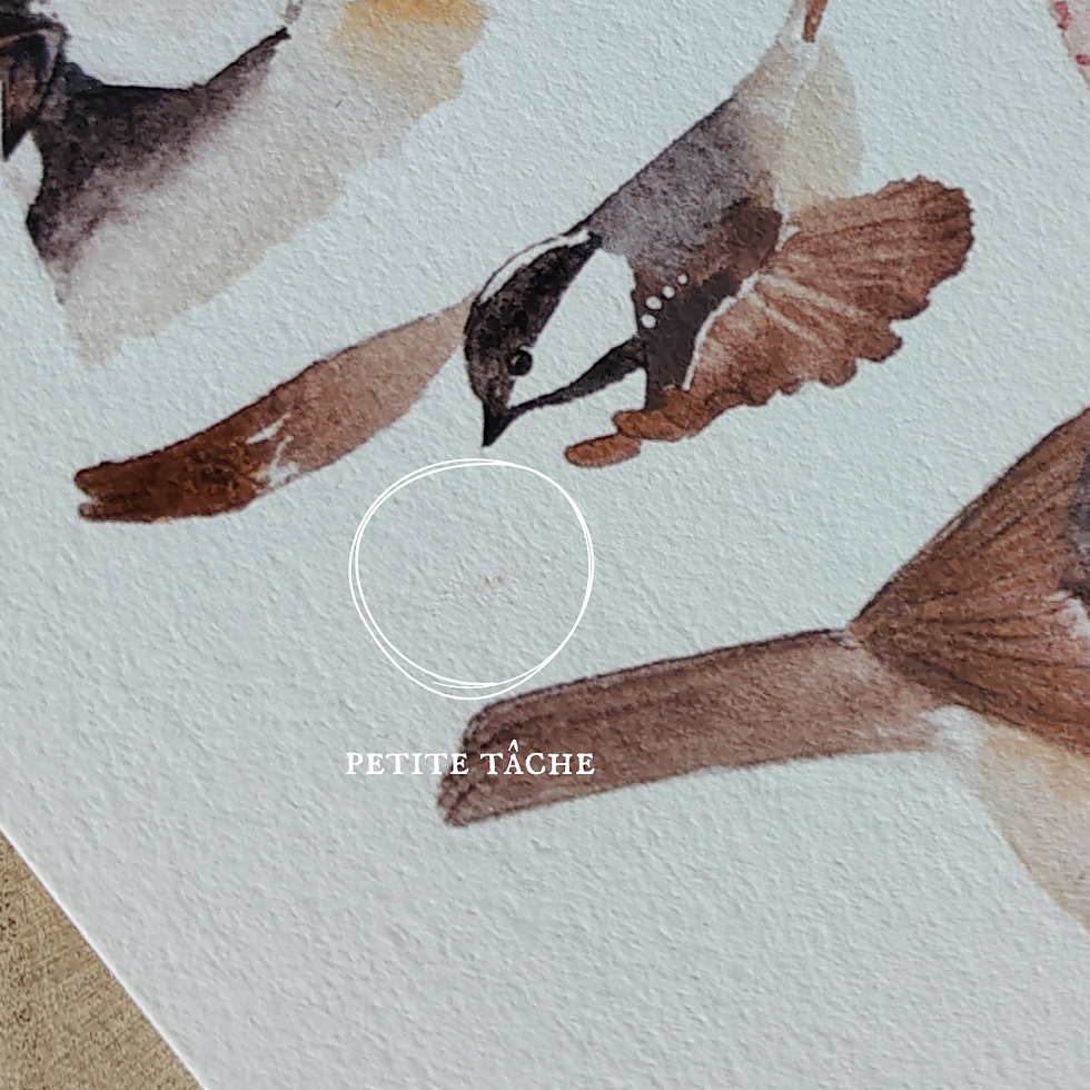 Miniature : Mésange noire (défaut de couleur et petite tâche)