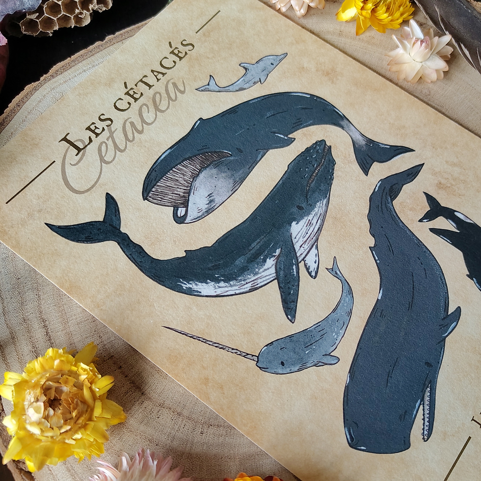 Miniature : Planche naturaliste - Quelques cétacés - Tirage d'art