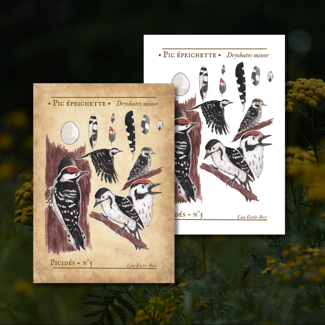 Planche ornithologique -Picidé n°5 : Pic épeichette