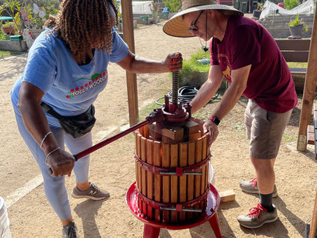 The Mission Grape: Delicious and Fruity