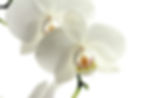 adelinazw-orchid-179004.jpg