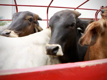 Exhorta Sefader a notificar cualquier sospecha del gusano barrenador del ganado en Oaxaca