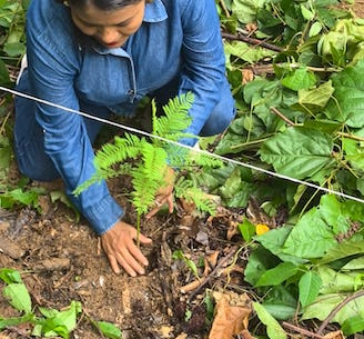 Realiza Coesfo Jornadas de Reforestación 2025 en Matías Romero