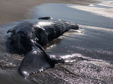 Activan protocolo sanitario por ballena muerta en San Mateo del Mar