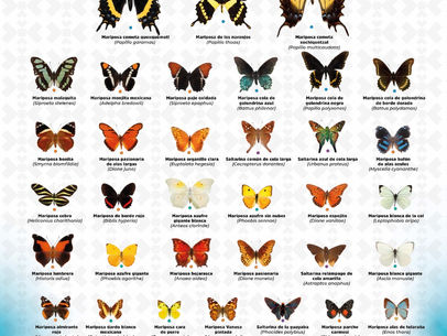 Identifican un acervo de 47 especies de mariposas en el Parque Estatal “Cerro del Fortín”