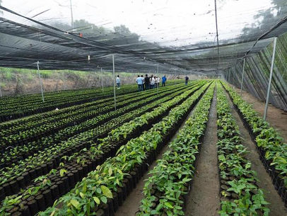 Invita Coesfo a conocer el vivero forestal “El Casquito” en San Gabriel Mixtepec