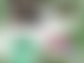 Presentará Gobierno de Oaxaca protocolo para liberación de felinos en el Festival del Medio Ambiente “Layú Stidu”