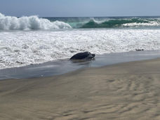 Reubican tortuga laúd tras quedar varada en río de Tonameca, Oaxaca